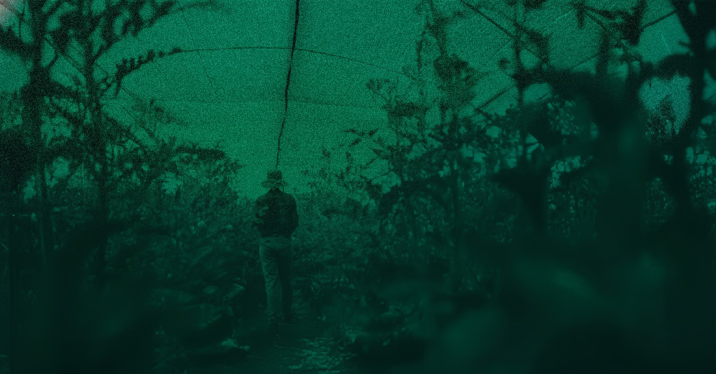 A South Flowers grower tending cannabis plants growing in coco coir